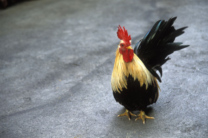 2003.009.34-rooster