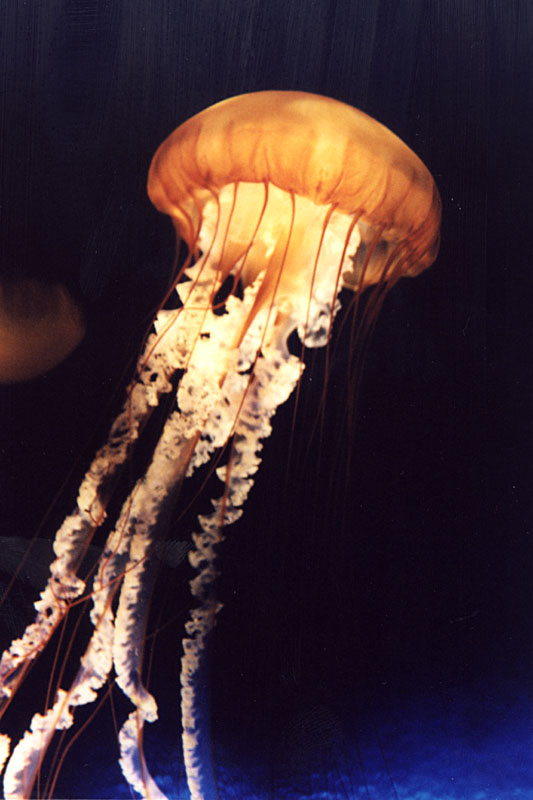 jellyfish